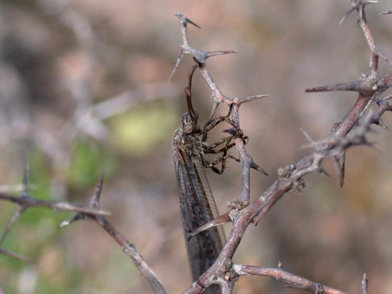 Creoleon & Myrmeleon